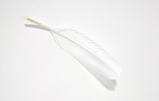 鴨毛進(jìn)口報(bào)關(guān)