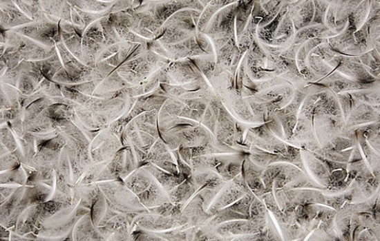 鴨毛進(jìn)口報(bào)關(guān)公司