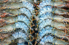 冷凍對(duì)蝦進(jìn)口清關(guān)[案例]